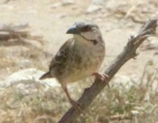 Sparrow-Weaver Donaldson-Smith's 2946