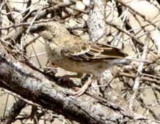 Sparrow-Weaver Donaldson-Smith's 2896