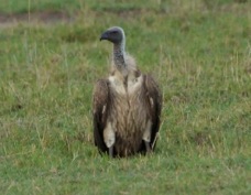 Vulture African White-backed 9522