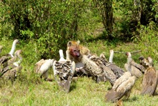 Vultures on a kill 9974