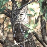 Eagle-Owl Greyish 192