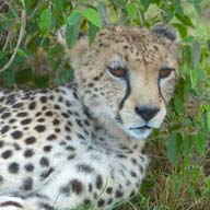 Cheetah 192