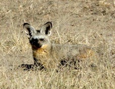 Fox Bat-eared 8725
