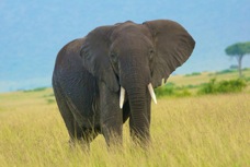 Elephant 8899
