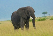 Elephant 8900