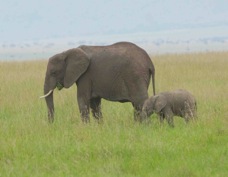Elephant and baby 9240