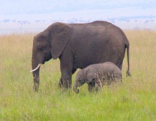Elephant & baby  Sa 0524