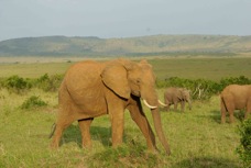 Elephant Masai Mara 0242