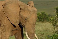 Elephant  Masai Mara 0245