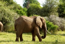 Elephants 3352