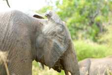 Elephant ear veins 7896