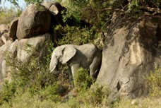 Elephant 0226
