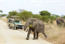 Elephants walking in front of car 8092