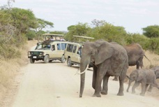 Elephants walking in front of cars 8094