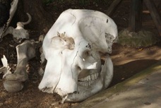 Elephant skull 9414