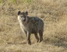 Hyena Spotted 1031