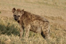 Hyena Spotted 671