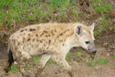 Hyena Spotted 9289