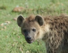 Hyena Spotted 9826