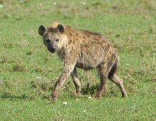 Hyena Spotted 9829