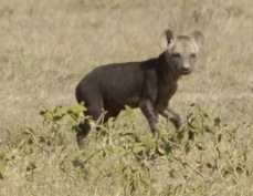Hyena Spotted juvenile 8435