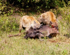 Hyena on a kill Sa 0057