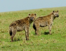 Hyenas Spotted 9833
