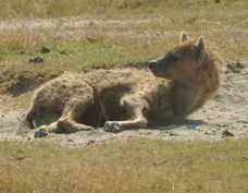 Hyena Spotted 1235