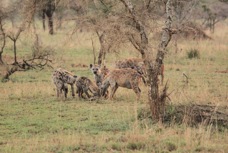 Hyenias Serengiti