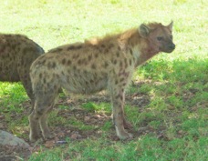 Hyena Spotted 0108