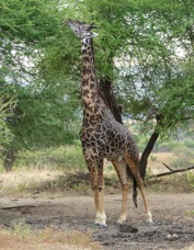 Giraffe Masai race 7633