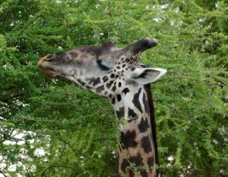 Giraffe Masai race 7637