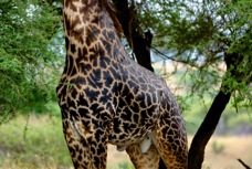 Giraffe Masai race skin pattern 7634