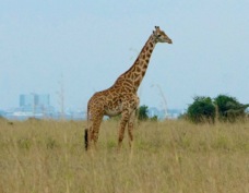 Giraffe Masai type 6973