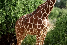 Giraffe Reticulated pattern type 0147