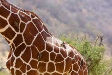 Giraffe Reticulated type 3151