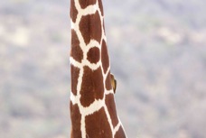 Giraffe Reticulated type 3155
