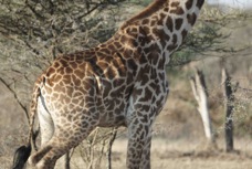Giraffe Rothschild's pattern 8651
