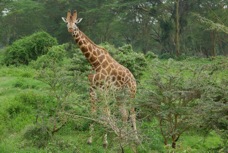Giraffe Rothschild's type 0699