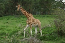 Giraffe Rothschild's type 0703