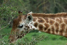 Giraffe Rothschild's type 0709