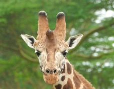Giraffe Rothschild's type 0712