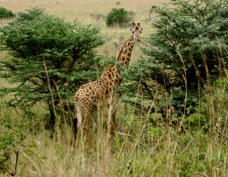 Giraffe Rothschild's type 6076