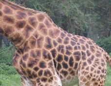 Giraffe Rothschild's type Nakuru  Sa 0776
