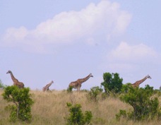Giraffes Rothschild's type Sa 0209