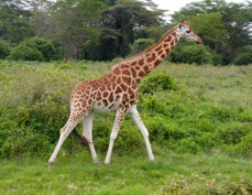 Giraffes Rothschild's type Sa 0767