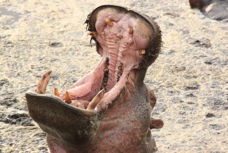 Hippo Pool Serengiti  Sc 5