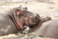 Hippo Pool Serengiti Sc