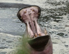 Hippopotamus 0625