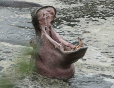 Hippopotamus pool 0624